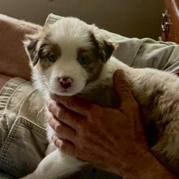 Red Merle 1 sold - Red merle female Australian Shepherd puppy in Rolla, Missouri from Lazy J Aussies