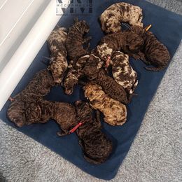Double Doodle and Morkie Puppies from McCormack Morkies + Merle Doodles
