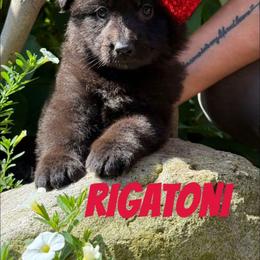 Rigatoni - Black female German Shepherd puppy in Fort Jennings, Ohio from Von Holtzapple German shepherds