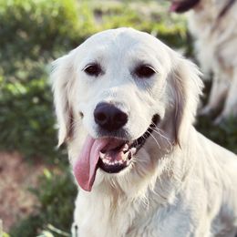 Ivy - Golden Retriever