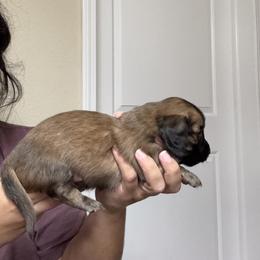 Dachshund Puppies from Gabriela Petit