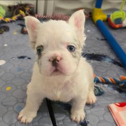 Draco Malfoy - White male French Bulldog puppy in Franklinton, North Carolina from Sweet Carolina Kennel