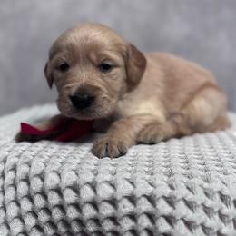 Girl 3 Pick - Golden female Golden Retriever puppy in Piedmont, South Carolina from The Farm at Saluda Ridge