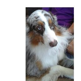 Mercutio - Australian Shepherd