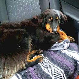 Rayne - Australian Shepherd