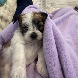 Morkie Puppies from Pink Purse Designer Breeds
