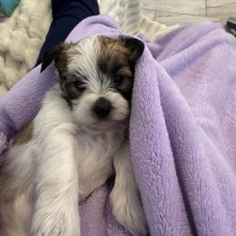 Morkie Puppies from Pink Purse Designer Breeds