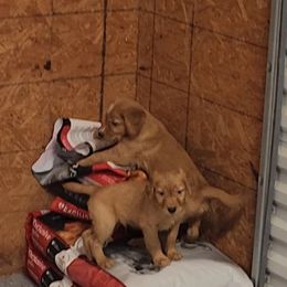 Golden Retriever and Labrador Retriever Puppies from OK GunDogs