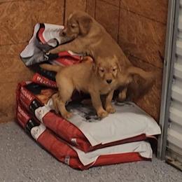 Golden Retriever and Labrador Retriever Puppies from OK GunDogs