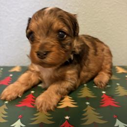 Alder - Merle male Yorkipoo puppy in Carlotta, California from Lost Coast Bernese Mountain Dogs