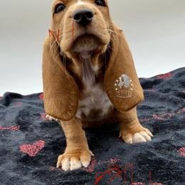 Max - Red and white male Basset Hound puppy in Dingess, West Virginia from Tuckers' Howling Hounds