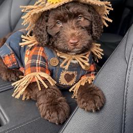 General - Chocolate male Australian Labradoodle puppy in Dawson, Georgia from Still Pond Australian Labradoodles
