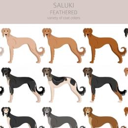 Female 1 - Red female Saluki puppy in Steamboat Rock, Iowa from River Valley Canines