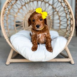 Brighton - Red  female Goldendoodle puppy in West Haven, Utah from Split Mountain Doodles