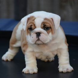 Bulldog Puppies from Bull Mountain Bulldogs