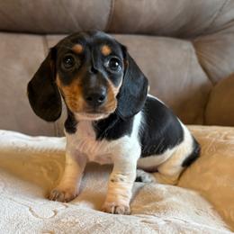 Luna - Piebald female Dachshund puppy in Jonesboro, Illinois from Twin Hills Dachshunds