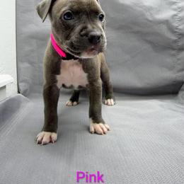 Pink Collar Female - Blue female American Pit Bull Terrier puppy in Pensacola, Florida from Alpha Alliance Kennels