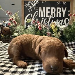 Red - Red  male Goldendoodle puppy in Decatur, Texas from 4F Farms