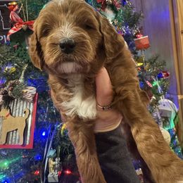 Miss Pink Collar - Red  female Goldendoodle puppy in Annandale, Minnesota from Pleasant Lake Doodles