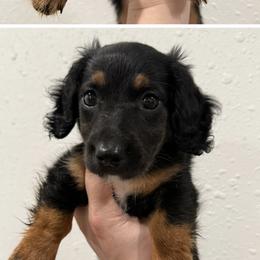 Clyde - Black and tan male Dachshund puppy in Durant, Oklahoma from Big Creek Mini Dachshund