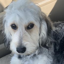 Aussiedoodles and Goldendoodles from Backyard Doodles