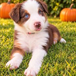 Eevee - Red tri-color female Australian Shepherd puppy in Riverside, California from Aus Cal (Aussies of soCal)