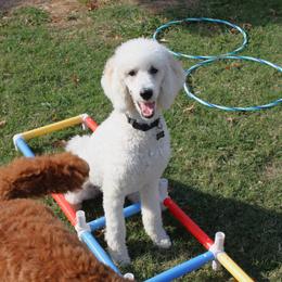 Poodles from Auburn Red Standard Poodles