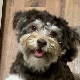 Mia - Havanese