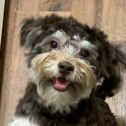 Mia - Havanese