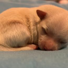 Roxy - Gold female Morkie puppy in Fall River, Massachusetts from Exquisite Babydoll Morkies and Yorkies