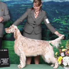 English Setters and Shetland Sheepdogs from North Roe Kennels