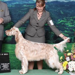 English Setters and Shetland Sheepdogs from North Roe Kennels