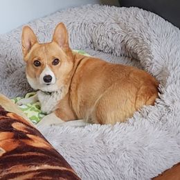 Pembroke Welsh Corgi Puppies from Liberty Hill Farm