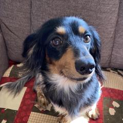 Dottie - Dachshund