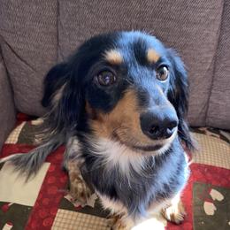 Dottie - Dachshund