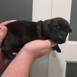 Dutch brindle male - Black brindle male Dutch Shepherd puppy in Signal Mountain, Tennessee from Torgun Police Dogs