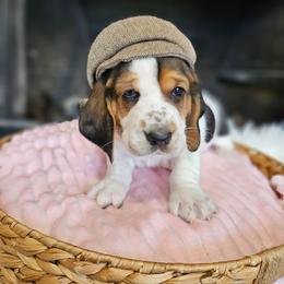 Champ Chance - Black brown and white male Basset Hound puppy in Lone Jack, Missouri from Wee Little Bassets