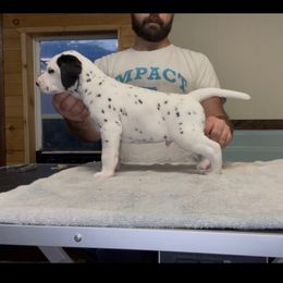Petey - White and black male Dalmatian puppy in Mountain Grove, Missouri from Arcadia Kennels
