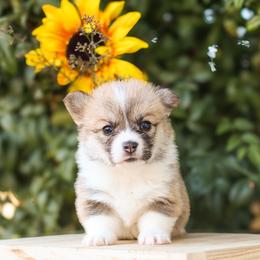 White collar - Red male Pembroke Welsh Corgi puppy in Caliente, California from Rafter Cross 7