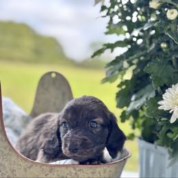 Brindle female - Brindle female Dachshund puppy in Crestview, Florida from Neverending Dachies
