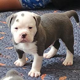 Rigatoni - Blue tri-color male Bulldog puppy in Washington from Sun City Campeiro Bulldogs