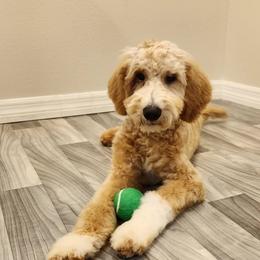 Cricket - Apricot male Goldendoodle puppy in Seffner, Florida from Gold Diamond Pup
