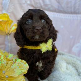 Florence - Brown female Cavapoo puppy in Bellingham, Washington from My Sweet Poodles and Doodles