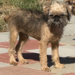 Mr Doolittle - Red male Brussels Griffon puppy in Elkland, Missouri from Hawk Pond Brussels Griffon