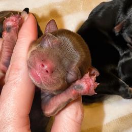 Tiny Hazel AKC - Chocolate, tan and white female Yorkshire Terrier puppy in Hope, Indiana from DJ Yorkies