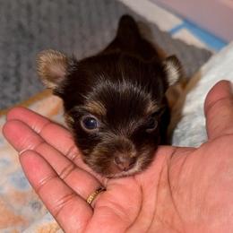 Yellow. - Chocolate, tan and white female Yorkshire Terrier puppy in Winston Salem, North Carolina from Pawfectly Tailored Yorkie's