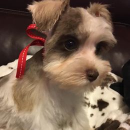 Miniature Schnauzers from Clarice’s Lil Paws