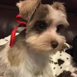 Miniature Schnauzers from Clarice’s Lil Paws