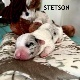 STETSON - White merle male American Corgi puppy in Bayard, Nebraska from Puppies by Alies