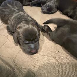 Female 2 - Liver female Pudelpointer puppy in Sioux Falls, South Dakota from Saddle Creek Kennels